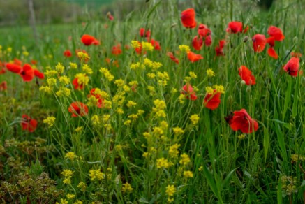 Wild Flowers and Red Poppies