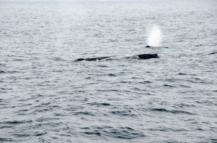 Mother Whale and her calf feeding.